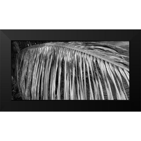 Palm Branch 2 Black Modern Wood Framed Art Print by Phillip, Jamie