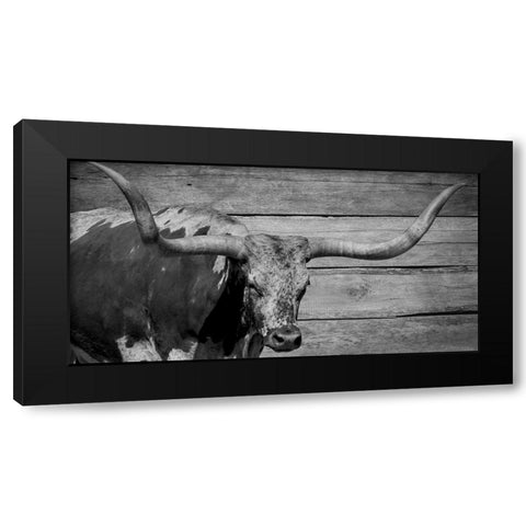 Long Horn Bull Black Modern Wood Framed Art Print with Double Matting by Phillip, Jamie