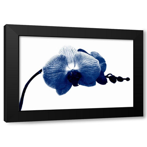 Super Blue Orchid Black Modern Wood Framed Art Print by Phillip, Jamie