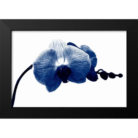 Super Blue Orchid Black Modern Wood Framed Art Print by Phillip, Jamie