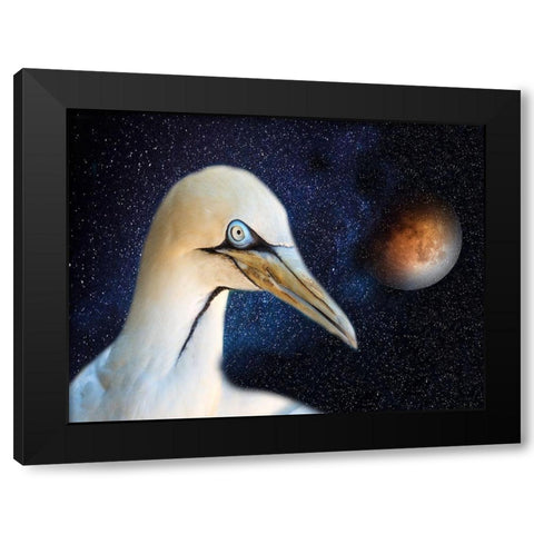 Space Bird Black Modern Wood Framed Art Print with Double Matting by Phillip, Jamie