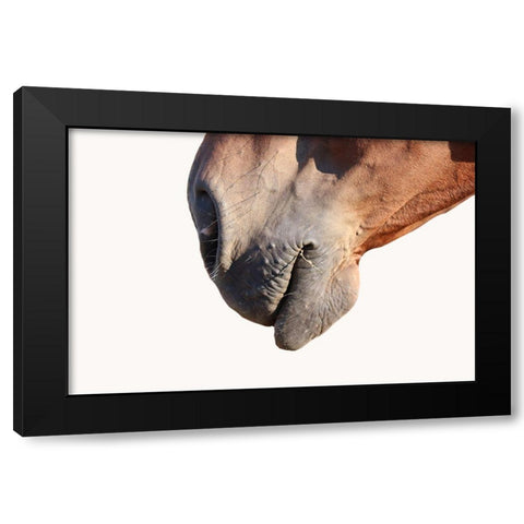 Horse Black Modern Wood Framed Art Print with Double Matting by Phillip, Jamie