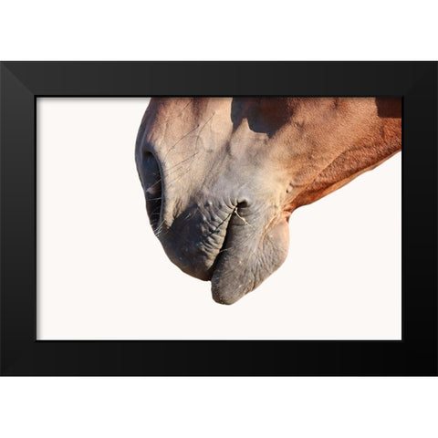 Horse Black Modern Wood Framed Art Print by Phillip, Jamie