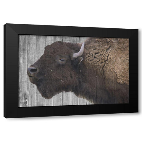 Buffalo Alpha Black Modern Wood Framed Art Print by Phillip, Jamie