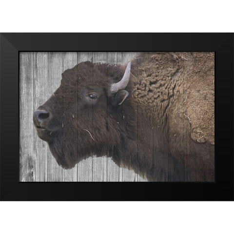 Buffalo Alpha Black Modern Wood Framed Art Print by Phillip, Jamie