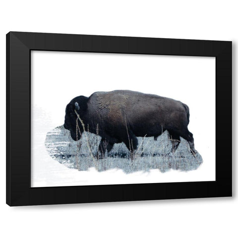 Grazing Buffalo Black Modern Wood Framed Art Print with Double Matting by Phillip, Jamie