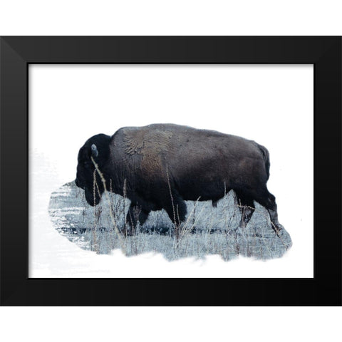 Grazing Buffalo Black Modern Wood Framed Art Print by Phillip, Jamie