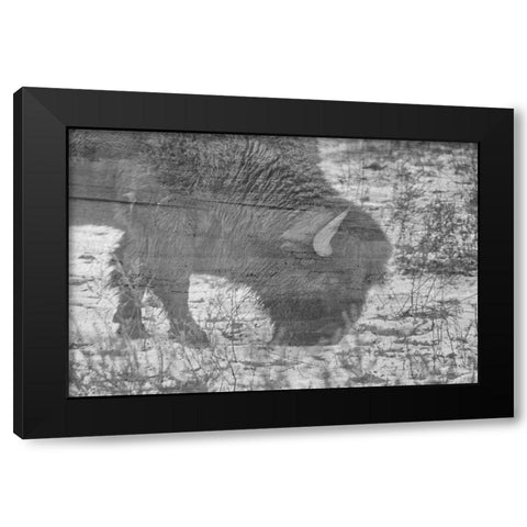 American Buffalo Black Modern Wood Framed Art Print with Double Matting by Phillip, Jamie