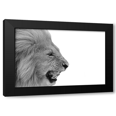 Lion Black Modern Wood Framed Art Print with Double Matting by Phillip, Jamie