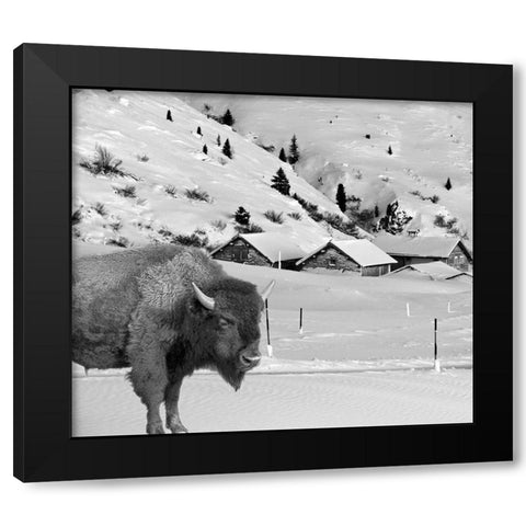 Snow Bison Black Modern Wood Framed Art Print with Double Matting by Phillip, Jamie