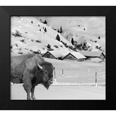 Snow Bison Black Modern Wood Framed Art Print by Phillip, Jamie