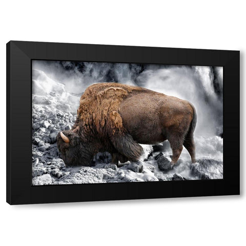 Bison Season 3 Black Modern Wood Framed Art Print with Double Matting by Phillip, Jamie