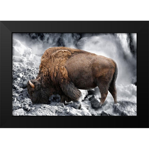 Bison Season 3 Black Modern Wood Framed Art Print by Phillip, Jamie
