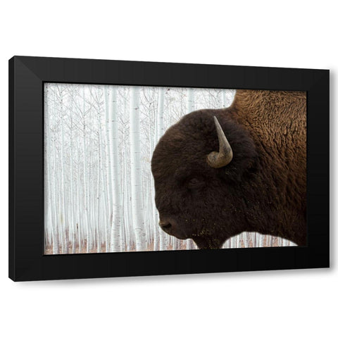 Bison Season 4 Black Modern Wood Framed Art Print with Double Matting by Phillip, Jamie