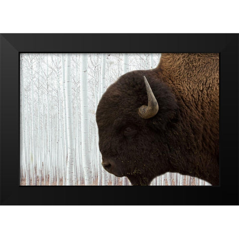 Bison Season 4 Black Modern Wood Framed Art Print by Phillip, Jamie