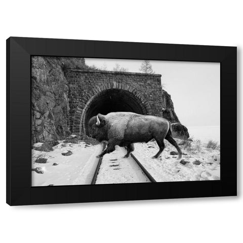 Bison Season 5 Black Modern Wood Framed Art Print with Double Matting by Phillip, Jamie