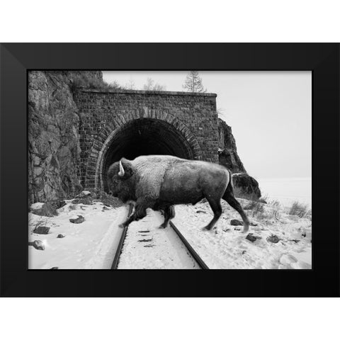 Bison Season 5 Black Modern Wood Framed Art Print by Phillip, Jamie