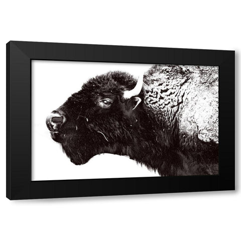 Bison Season 7 Black Modern Wood Framed Art Print with Double Matting by Phillip, Jamie