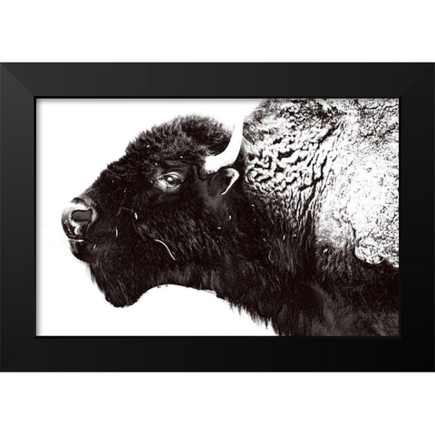 Bison Season 7 Black Modern Wood Framed Art Print by Phillip, Jamie