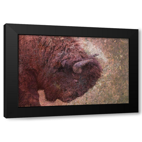 Brown Buffalo Black Modern Wood Framed Art Print by Phillip, Jamie