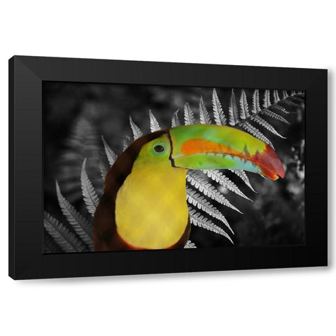 Toucan Black Black Modern Wood Framed Art Print with Double Matting by Phillip, Jamie