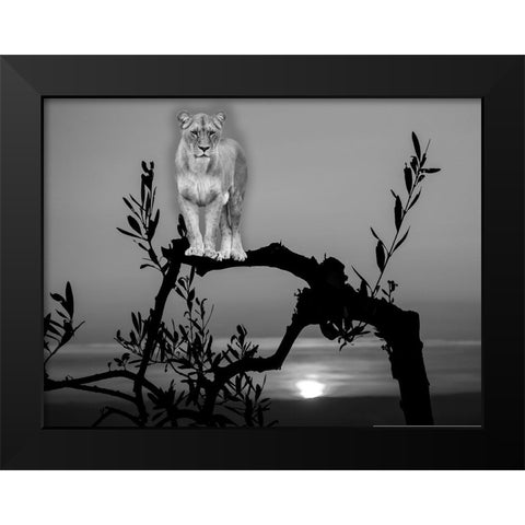Lion In The Darkness Black Modern Wood Framed Art Print by Phillip, Jamie