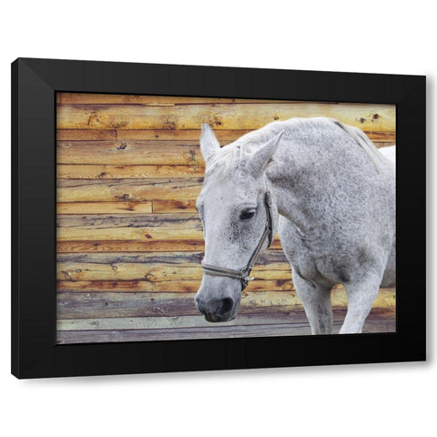 Barn Horse Black Modern Wood Framed Art Print with Double Matting by Phillip, Jamie