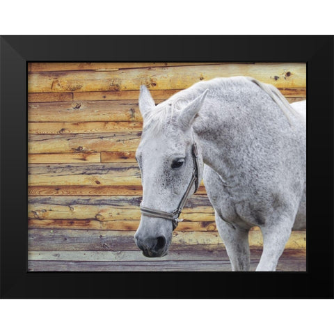Barn Horse Black Modern Wood Framed Art Print by Phillip, Jamie