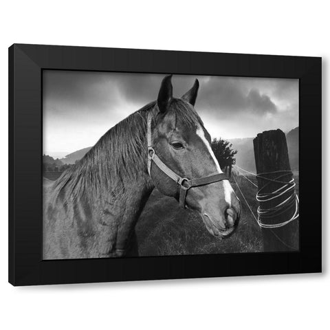 Field Horse Black Modern Wood Framed Art Print with Double Matting by Phillip, Jamie