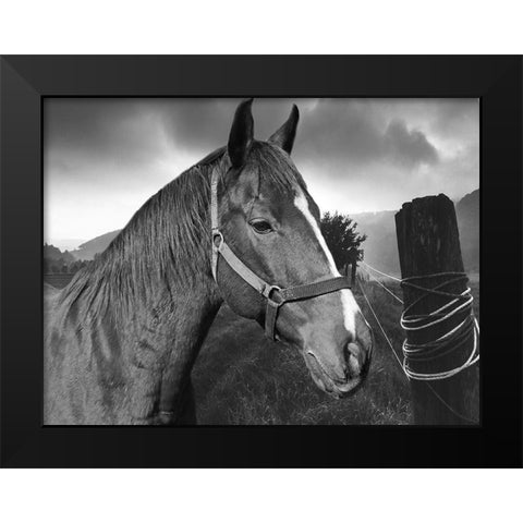 Field Horse Black Modern Wood Framed Art Print by Phillip, Jamie