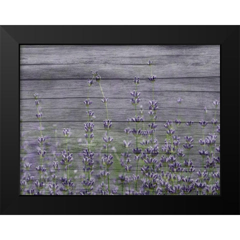 Lavender Field Black Modern Wood Framed Art Print by Phillip, Jamie