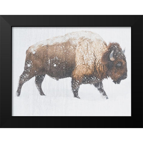 Winter Bison Black Modern Wood Framed Art Print by Phillip, Jamie