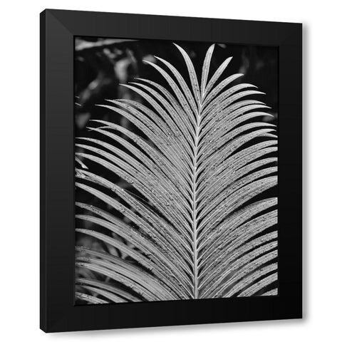 Tropical Palm 2 Black Modern Wood Framed Art Print with Double Matting by Phillip, Jamie