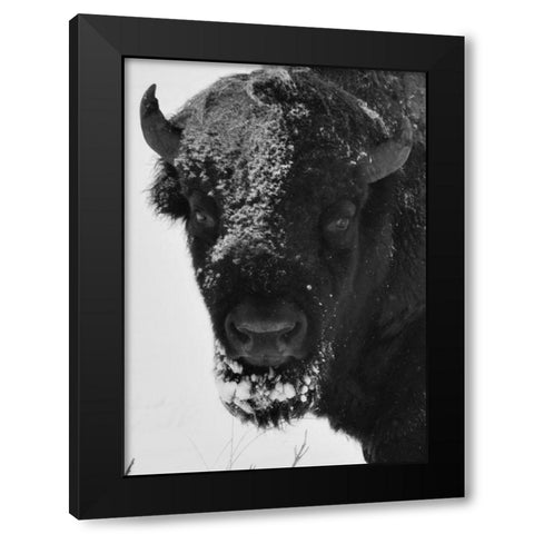 Snow Bison 1 Black Modern Wood Framed Art Print with Double Matting by Phillip, Jamie