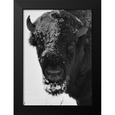 Snow Bison 1 Black Modern Wood Framed Art Print by Phillip, Jamie