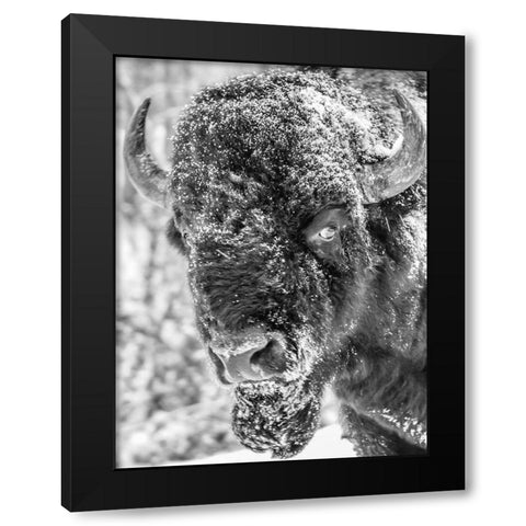 Snow Bison 2 Black Modern Wood Framed Art Print with Double Matting by Phillip, Jamie