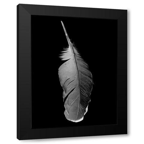 Black Flight Black Modern Wood Framed Art Print with Double Matting by Phillip, Jamie