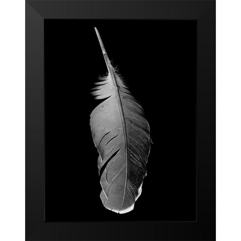 Black Flight Black Modern Wood Framed Art Print by Phillip, Jamie