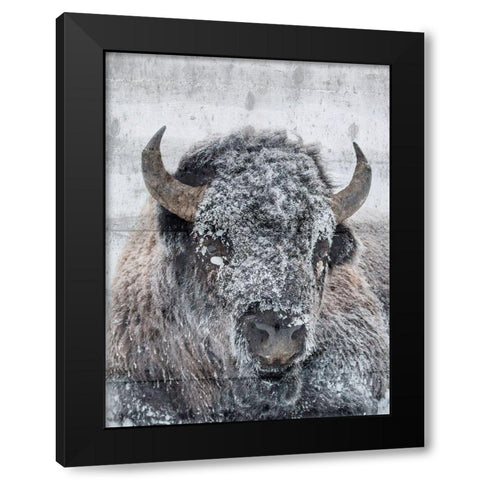 Snow Bison Black Modern Wood Framed Art Print with Double Matting by Phillip, Jamie