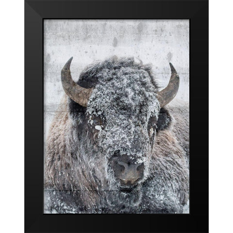 Snow Bison Black Modern Wood Framed Art Print by Phillip, Jamie
