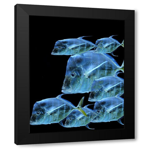 Fish Party Black Modern Wood Framed Art Print by Phillip, Jamie
