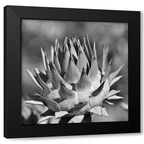 Artichoke 2 Black Modern Wood Framed Art Print by Phillip, Jamie