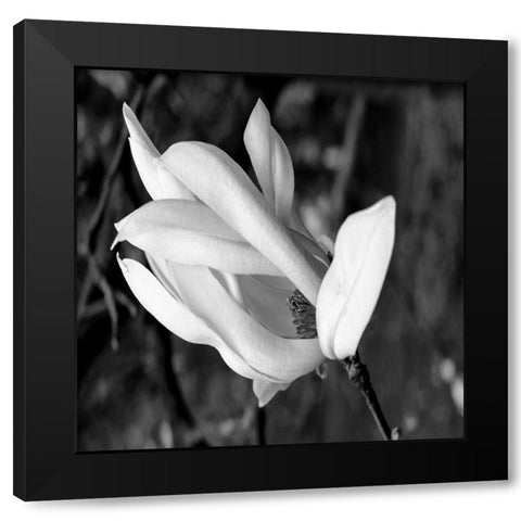 Morning Glory Black Modern Wood Framed Art Print by Phillip, Jamie