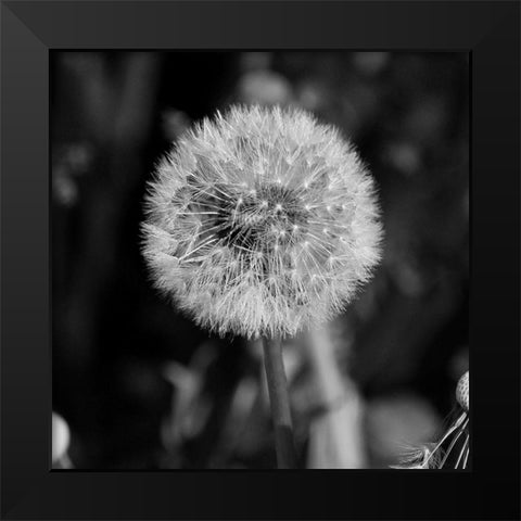 Morning Due 2 Black Modern Wood Framed Art Print by Phillip, Jamie