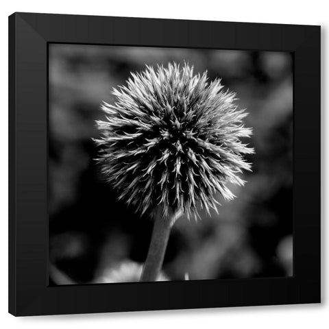 Morning Due 1 Black Modern Wood Framed Art Print by Phillip, Jamie