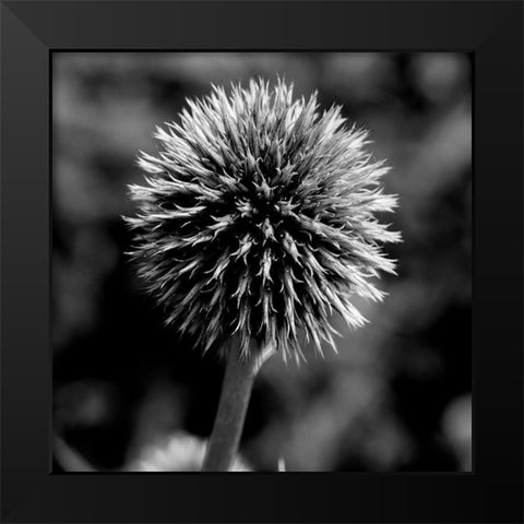 Morning Due 1 Black Modern Wood Framed Art Print by Phillip, Jamie