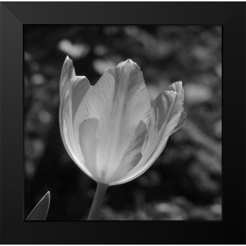 Tulip BW 2 Black Modern Wood Framed Art Print by Phillip, Jamie