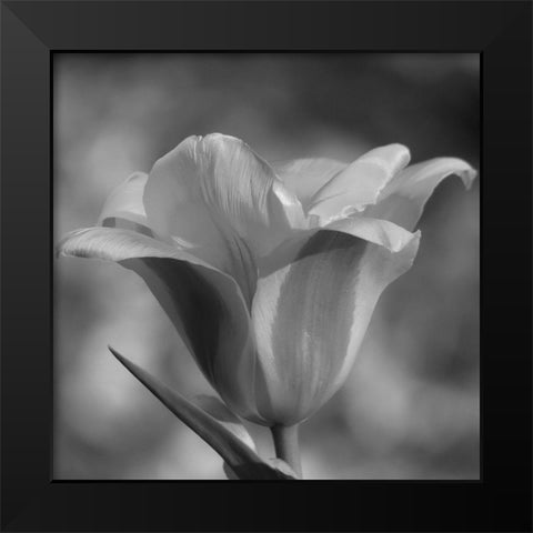 Tulip BW 3 Black Modern Wood Framed Art Print by Phillip, Jamie