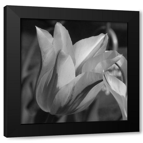 Tulip BW Black Modern Wood Framed Art Print with Double Matting by Phillip, Jamie