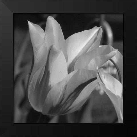 Tulip BW Black Modern Wood Framed Art Print by Phillip, Jamie